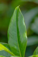 Magnolia grandiflora Galissonnière leiboom, Tuin en Terras