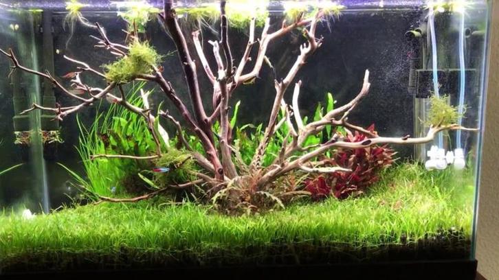 Drift wood 20-30 (decoratie, Hardscaping), Dieren en Toebehoren, Vissen | Aquaria en Toebehoren, Nieuw, Verzenden