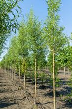 Salix alba Chermesina hoogstam 18/20