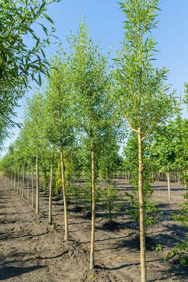 Salix alba Chermesina hoogstam 18/20, Tuin en Terras, Planten | Tuinplanten