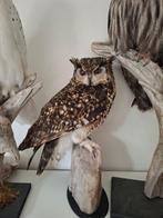 Cape Eagle-Owl Taxidermie volledige montage - Bubo capensis, Verzamelen, Dierenverzamelingen, Nieuw