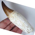 Mosasaurus - Fossiele tand - Eremiasaurus heterodontus -, Verzamelen, Mineralen en Fossielen