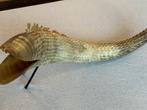 zeeslang Taxidermie volledige montage - ramshoornzeeslang -, Antiek en Kunst