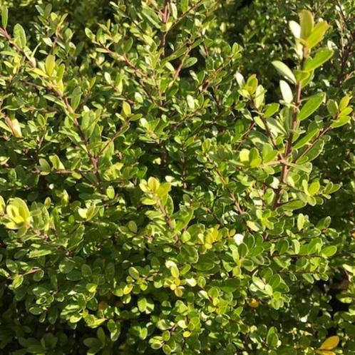 Japanse Hulst- Ilex crenata ‘Caroline Upright’ - 20-30 cm, Tuin en Terras, Planten | Bomen, Ophalen of Verzenden