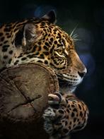 Jungle fotobehang Panter, Jungledieren behang, Luipaard, Huis en Inrichting, Stoffering | Behang, Panter, jaguar, roofdier, jungledieren