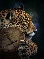 Jungle fotobehang Panter, Jungledieren behang, Luipaard, Panter, jaguar, roofdier, jungledieren