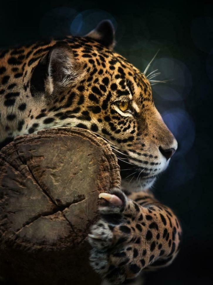 Jungle fotobehang Panter, Jungledieren behang, Luipaard, Huis en Inrichting, Stoffering | Behang