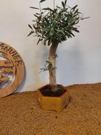 Olijf bonsai (Olea europaea) - Hoogte (boom): 47 cm - Diepte