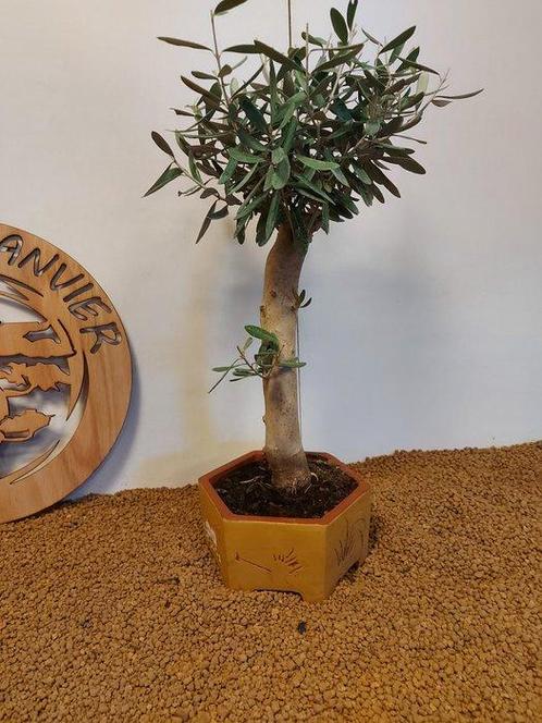 Olijf bonsai (Olea europaea) - Hoogte (boom): 47 cm - Diepte, Antiek en Kunst, Curiosa en Brocante