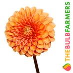 The Bulb Farmers - 12 x Dahlia Sylvia - oranje, Tuin en Terras, Bloembollen en Zaden, Voorjaar, Bloembol, Verzenden, Volle zon