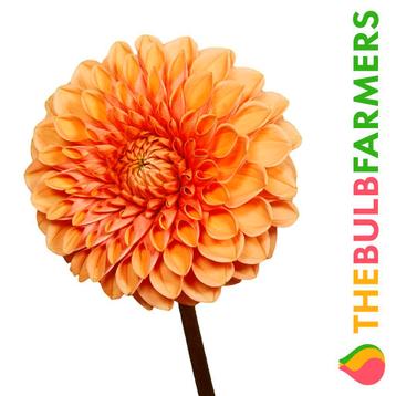 The Bulb Farmers - 12 x Dahlia Sylvia - oranje