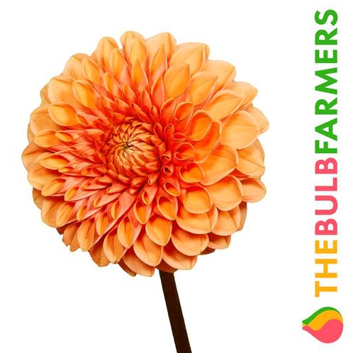 The Bulb Farmers - 12 x Dahlia Sylvia - oranje, Tuin en Terras, Bloembollen en Zaden, Bloembol, Voorjaar, Volle zon, Verzenden