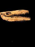 Mosasaurus - Fossiele schedel - Reptil marino - 58.5 cm - 24, Verzamelen, Mineralen en Fossielen