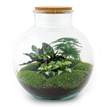 DIY terrarium - Bolder Bob -  30 cm - Normal beschikbaar voor biedingen