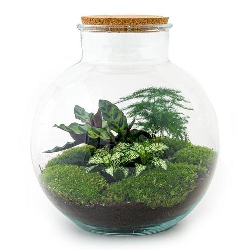 DIY terrarium - Bolder Bob -  30 cm - Normal, Huis en Inrichting, Kamerplanten, Verzenden