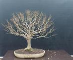 Japanese iep bonsai (Zelkova) - Hoogte (boom): 63 cm -, Antiek en Kunst