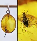 Unieke BALTIC AMBER hanger – Oud vlieg fossiel – Echte, Antiek en Kunst, Curiosa en Brocante