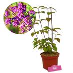 Callicarpa bodinieri Profusion + Pot 17cm, Verzenden