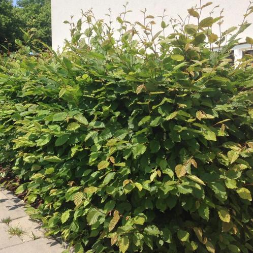 Haagbeuk - Carpinus Betulus - 80-100 cm, Tuin en Terras, Planten | Bomen, Ophalen of Verzenden