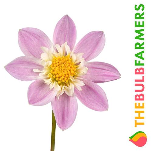 The Bulb Farmers - 12 x Dahlia Impression Famoso - paars, Tuin en Terras, Bloembollen en Zaden, Bloembol, Voorjaar, Volle zon