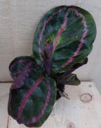 Calathea Surprise Star Pauwenplant groot blad met roze 30 cm, Huis en Inrichting, Kamerplanten, Verzenden