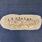 Big fossil mosasaur jaw - Gefossiliseerde kaak - Mosasaurus