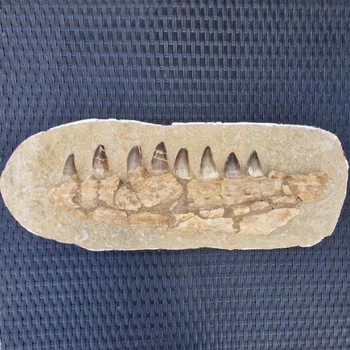 Big fossil mosasaur jaw - Gefossiliseerde kaak - Mosasaurus, Verzamelen, Mineralen en Fossielen