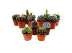 Mini cactus - mix van 12, Huis en Inrichting, Kamerplanten, Verzenden