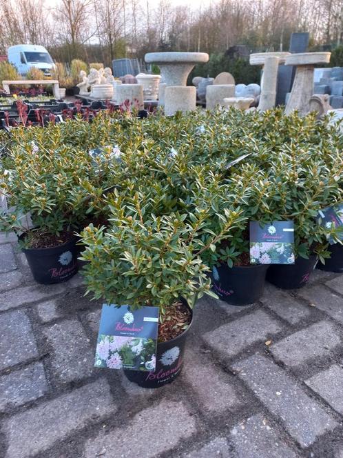 Rhododendron Bloombux Pink (Buxusvervanger)25cm, Tuin en Terras, Planten | Bomen, Ophalen