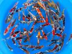 Otsuka 10-12cm  tosai mix (Japanse Koi), Karper of Koi