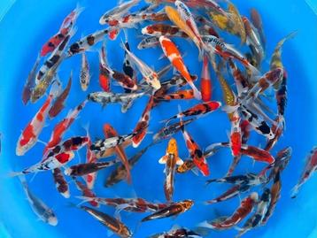 Otsuka 10-12cm  tosai mix (Japanse Koi) beschikbaar voor biedingen