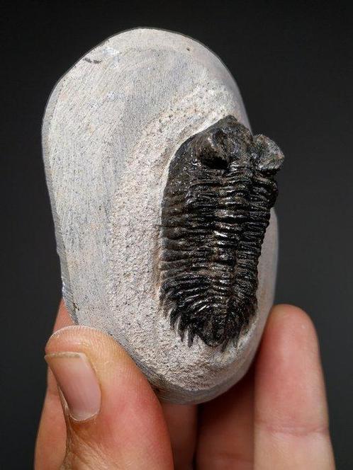 Trilobiet - Fossiele plaatmatrix - Metacanthina barrandei -, Verzamelen, Mineralen en Fossielen