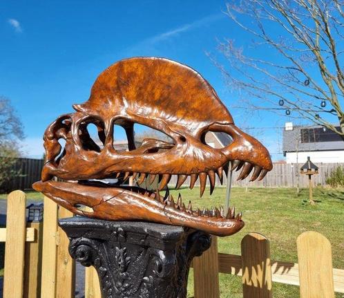 Dinosaurus Schedel - 1:1 Dilophosaurus Skull 60cm Museum, Antiek en Kunst, Kunst | Designobjecten
