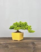 Jeneverbes bonsai (Juniperus) - Hoogte (boom): 16 cm -