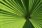 Kunstdruk Ortwin Klipp - Leaf 1 70x50cm, Verzenden, Nieuw