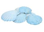 Schelp fan chippy giant light blue/dark blue 6 stuks blauw,, Ophalen of Verzenden, Nieuw