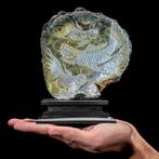 Fijn gegraveerde parelmoer schelp - verfijnd Japans, Antiek en Kunst