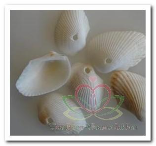 White Litob Geboord Hole 4 mm / kg Geboorde schelpen, Hobby en Vrije tijd, Knutselen, Nieuw, Ophalen of Verzenden