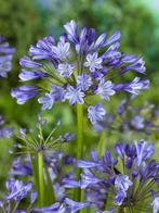 Agapanthus africanus dr. brouwer (Vaste planten), Tuin en Terras, Planten | Tuinplanten, Ophalen of Verzenden, Vaste plant, Siergrassen