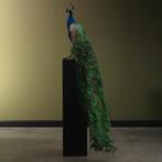 Blauwe Pauw Taxidermie Opgezette Dieren By Max, Verzamelen, Dierenverzamelingen, Ophalen of Verzenden, Nieuw, Vogel, Opgezet dier