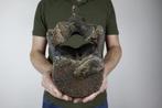 Wolharige mammoet - Fossiel bot - Mammuthus primigenius, Verzamelen, Mineralen en Fossielen
