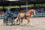 Prachtige raszuivere Haflingers te koop, Dieren en Toebehoren, Paarden, Ontwormd