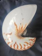 Uitzonderlijke grootte: Nautilus - Gefossiliseerde schelp -, Verzamelen, Nieuw