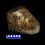 enorme kies - Fossiele kies - Mammuth primigenius - 30 cm -, Verzamelen, Mineralen en Fossielen