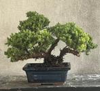 Jeneverbes bonsai (Juniperus) - Hoogte (boom): 20 cm -, Antiek en Kunst