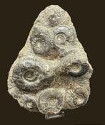 Ammoniet - Gefossiliseerd dier - Ammonite en Matriz - 22 cm, Verzamelen, Mineralen en Fossielen