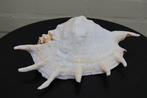 Chiragra Spider Conch Schelpdier - Lambis chiragra (Zonder