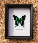 Vlinder Taxidermie volledige montage - Papilio Blumei - 28.5, Verzamelen, Dierenverzamelingen, Nieuw