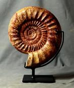 Grote ammoniet - Op een elegant, op maat gemaakt stalen, Verzamelen, Mineralen en Fossielen