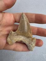 Haai - Fossiele tand - Otodus obliquus - 7.1 cm (Zonder